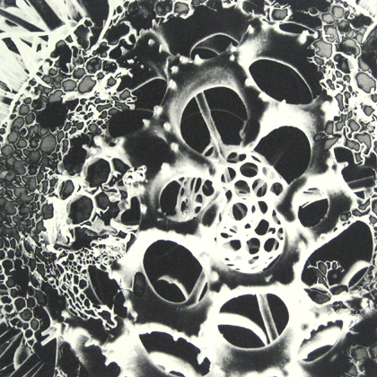 Assimilation Andrea Soler